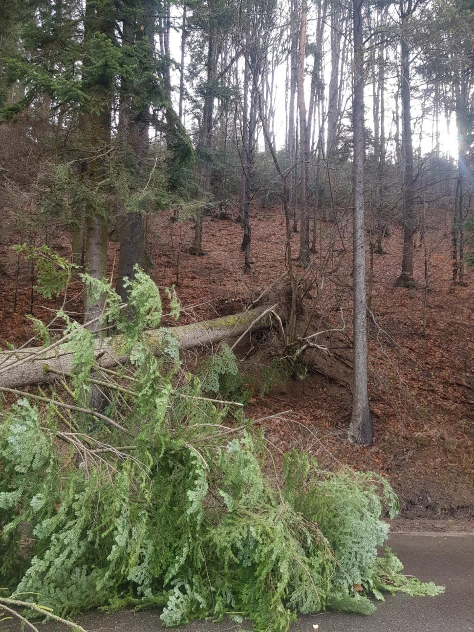 Un copac a căzut peste o mașină aflată în mers, pe DN1 în Azuga! Trafic blocat complet 819526