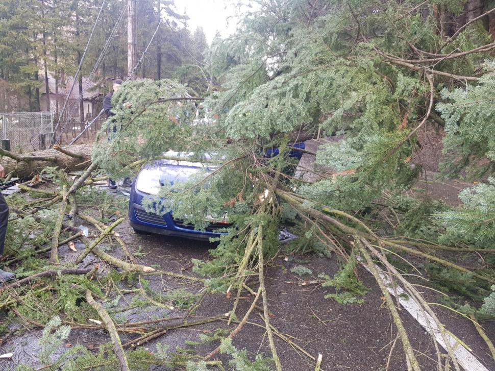 Un copac a căzut peste o mașină aflată în mers, pe DN1 în Azuga! Trafic blocat complet 819528
