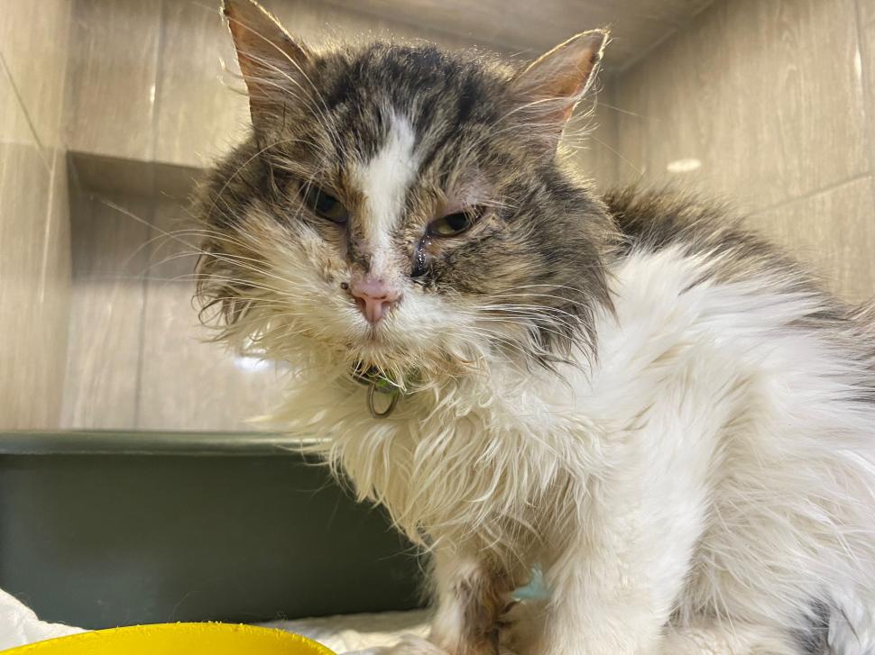 Povestea voluntarilor ucraineni care salvează animalele abandonate în război. Într-o clinică din Harkov, toate cuştile sunt pline de suflete nevinovate 819554