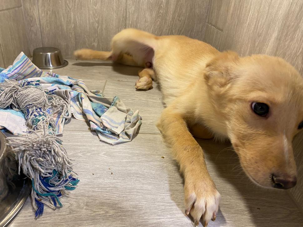 Povestea voluntarilor ucraineni care salvează animalele abandonate în război. Într-o clinică din Harkov, toate cuştile sunt pline de suflete nevinovate 819555