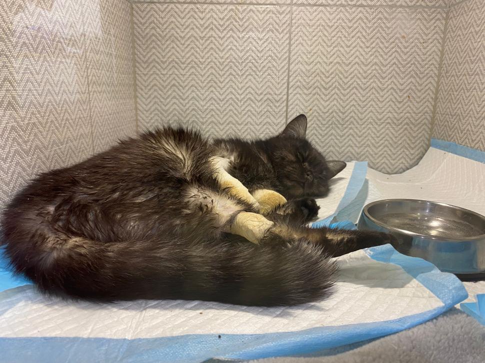 Povestea voluntarilor ucraineni care salvează animalele abandonate în război. Într-o clinică din Harkov, toate cuştile sunt pline de suflete nevinovate 819556