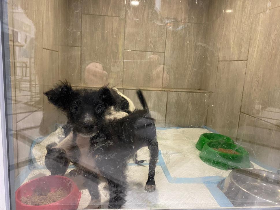 Povestea voluntarilor ucraineni care salvează animalele abandonate în război. Într-o clinică din Harkov, toate cuştile sunt pline de suflete nevinovate 819557