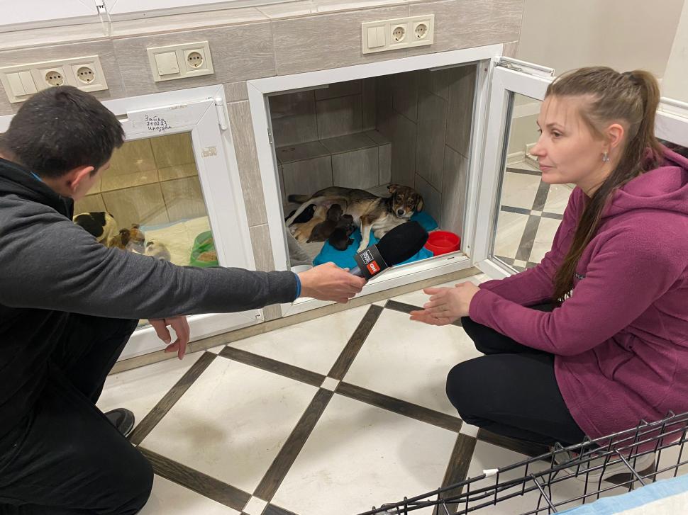 Povestea voluntarilor ucraineni care salvează animalele abandonate în război. Într-o clinică din Harkov, toate cuştile sunt pline de suflete nevinovate 819559