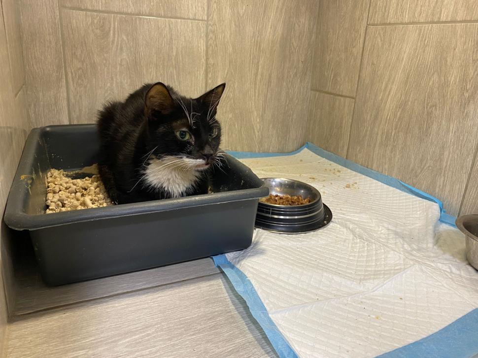 Povestea voluntarilor ucraineni care salvează animalele abandonate în război. Într-o clinică din Harkov, toate cuştile sunt pline de suflete nevinovate 819560