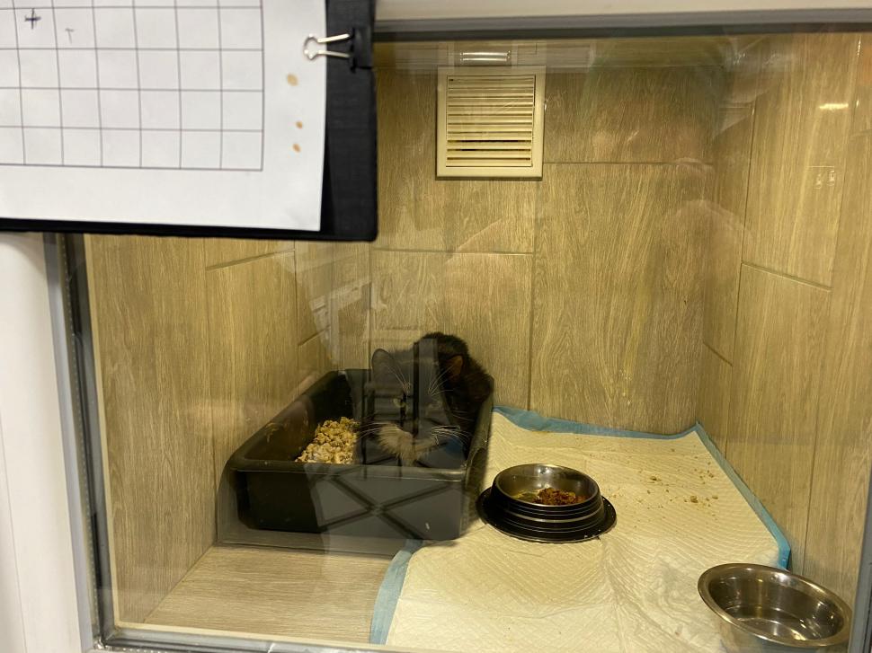 Povestea voluntarilor ucraineni care salvează animalele abandonate în război. Într-o clinică din Harkov, toate cuştile sunt pline de suflete nevinovate 819561