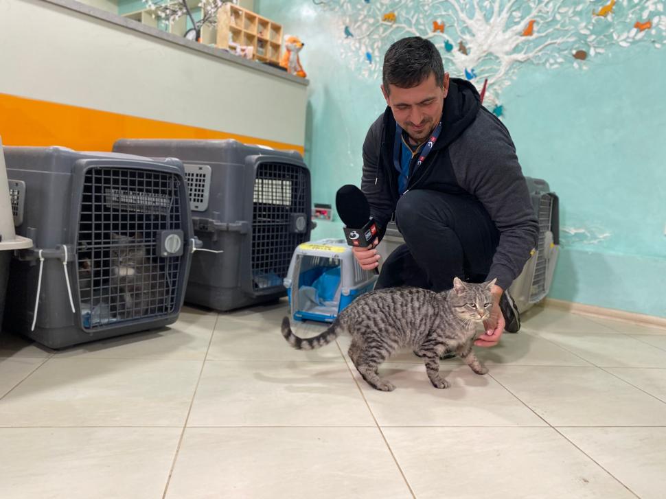 Povestea voluntarilor ucraineni care salvează animalele abandonate în război. Într-o clinică din Harkov, toate cuştile sunt pline de suflete nevinovate 819562