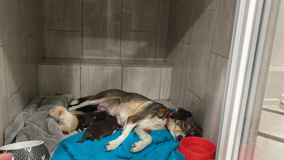 Povestea voluntarilor ucraineni care salvează animalele abandonate în război. Într-o clinică din Harkov, toate cuştile sunt pline de suflete nevinovate 819563