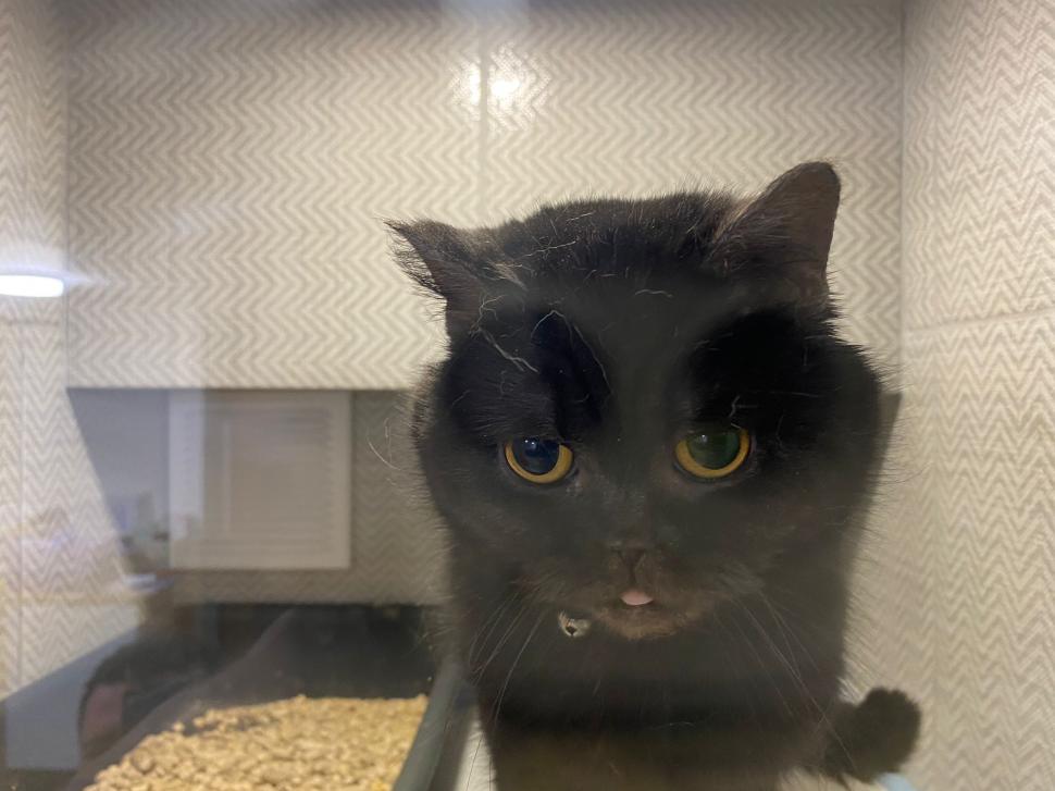 Povestea voluntarilor ucraineni care salvează animalele abandonate în război. Într-o clinică din Harkov, toate cuştile sunt pline de suflete nevinovate 819564