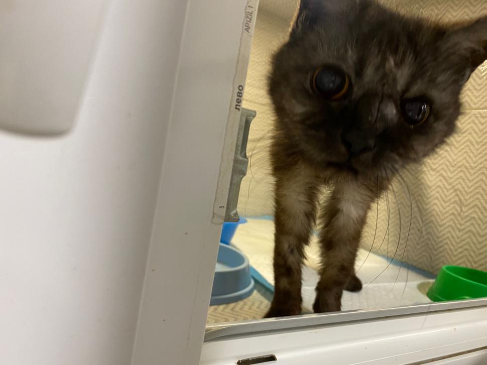 Povestea voluntarilor ucraineni care salvează animalele abandonate în război. Într-o clinică din Harkov, toate cuştile sunt pline de suflete nevinovate 819565