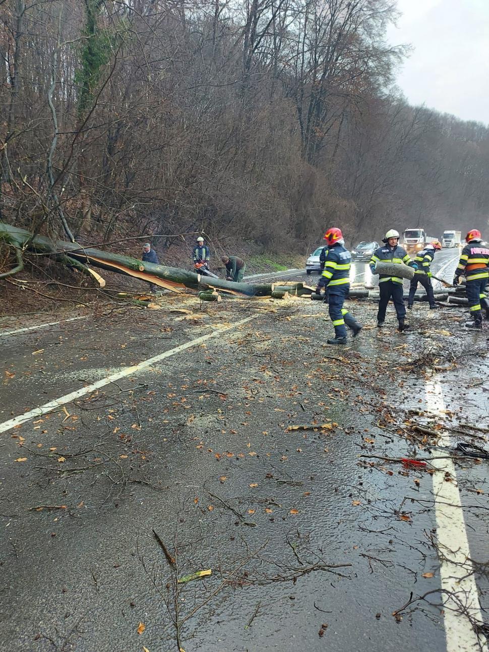 Copac căzut peste o mașină aflată în mers, la Sighișoara! Șoferul a fost rănit 819617