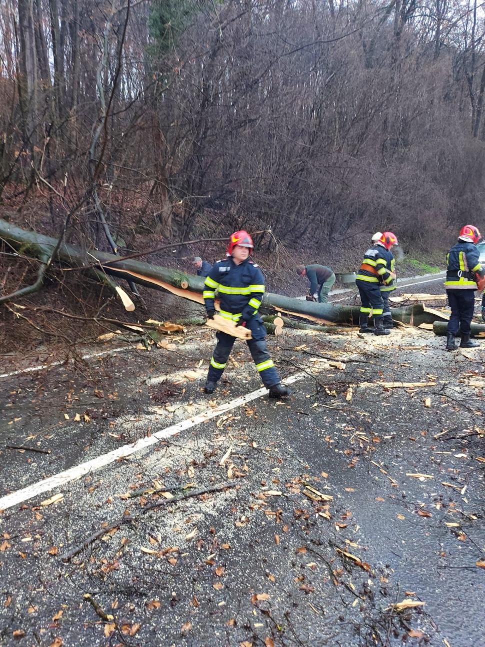 Copac căzut peste o mașină aflată în mers, la Sighișoara! Șoferul a fost rănit 819618