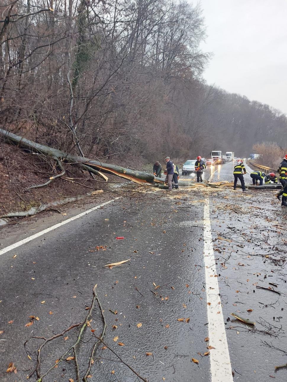 Copac căzut peste o mașină aflată în mers, la Sighișoara! Șoferul a fost rănit 819619