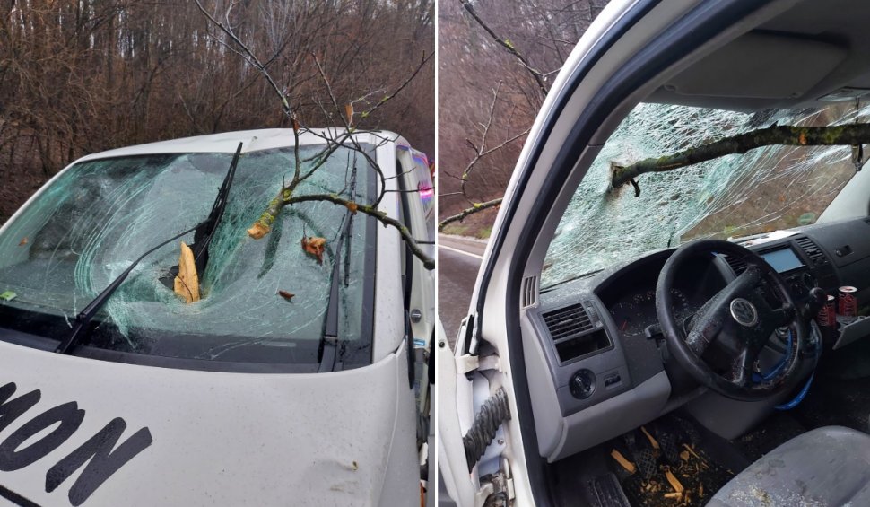 Copac căzut peste o mașină aflată în mers, la Sighișoara! Șoferul a fost rănit