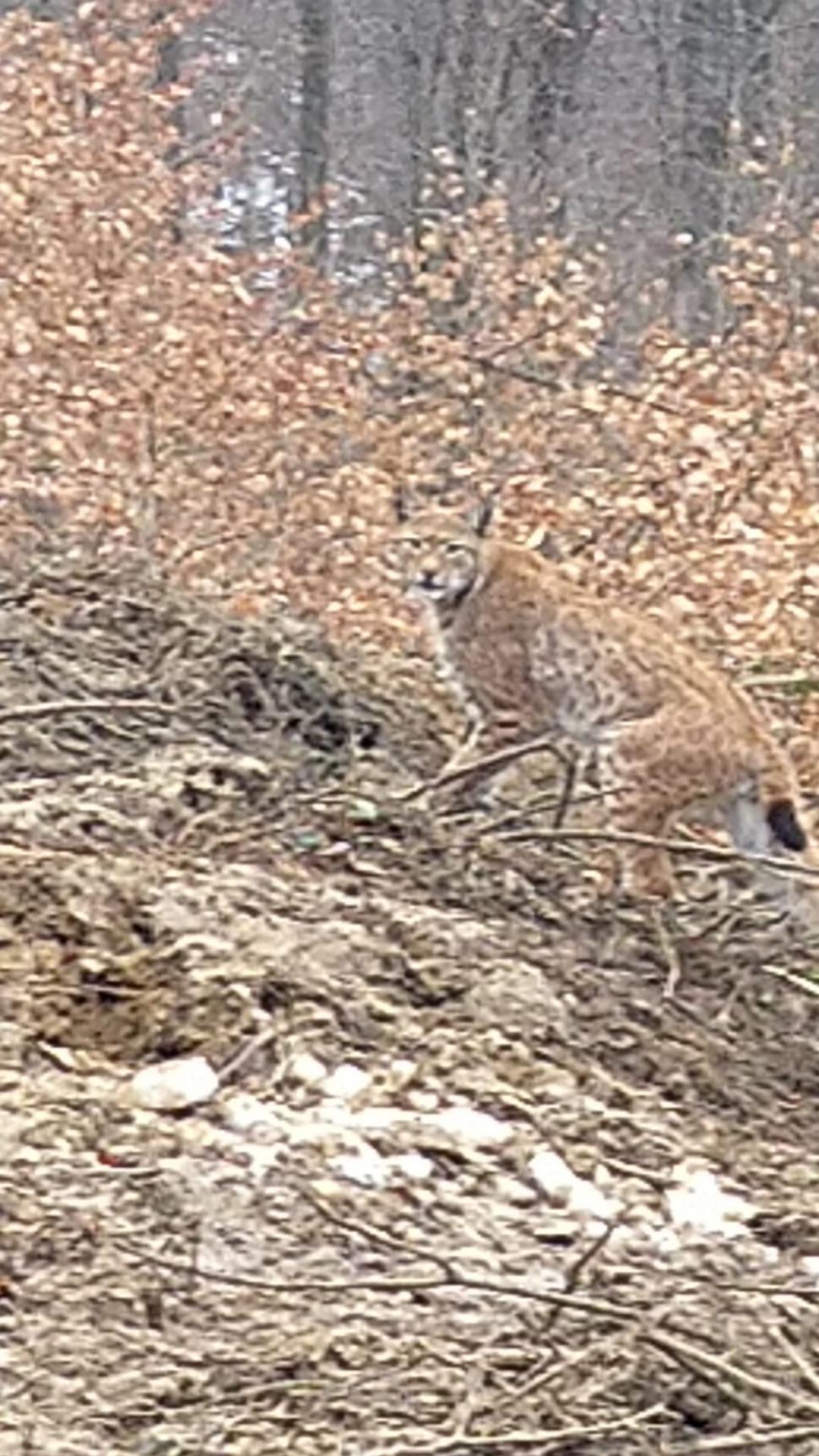 Fotografii inedite cu un râs surprins într-o pădure din Apuseni: "A stat o jumătate de oră în preajma mea" 819756