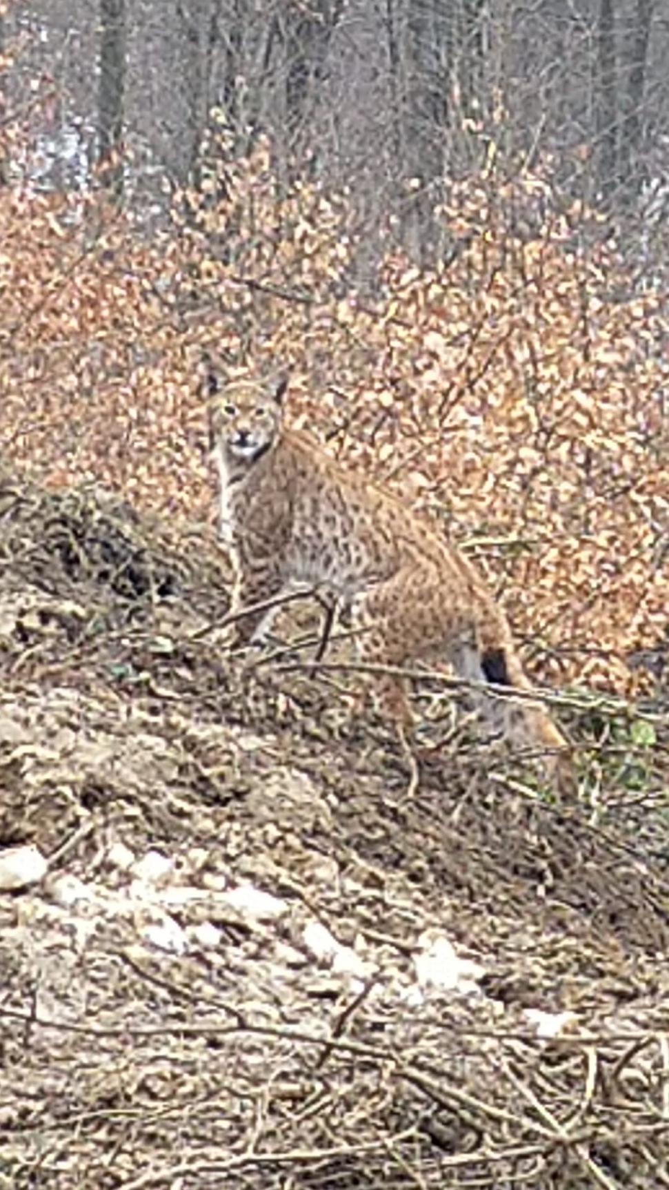 Fotografii inedite cu un râs surprins într-o pădure din Apuseni: "A stat o jumătate de oră în preajma mea" 819757