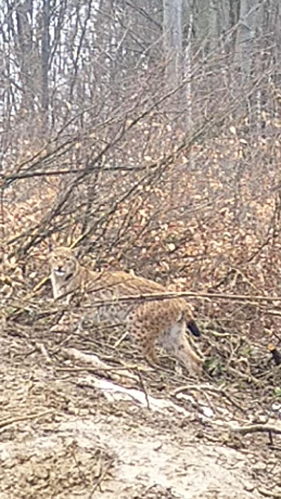Fotografii inedite cu un râs surprins într-o pădure din Apuseni: "A stat o jumătate de oră în preajma mea" 819758