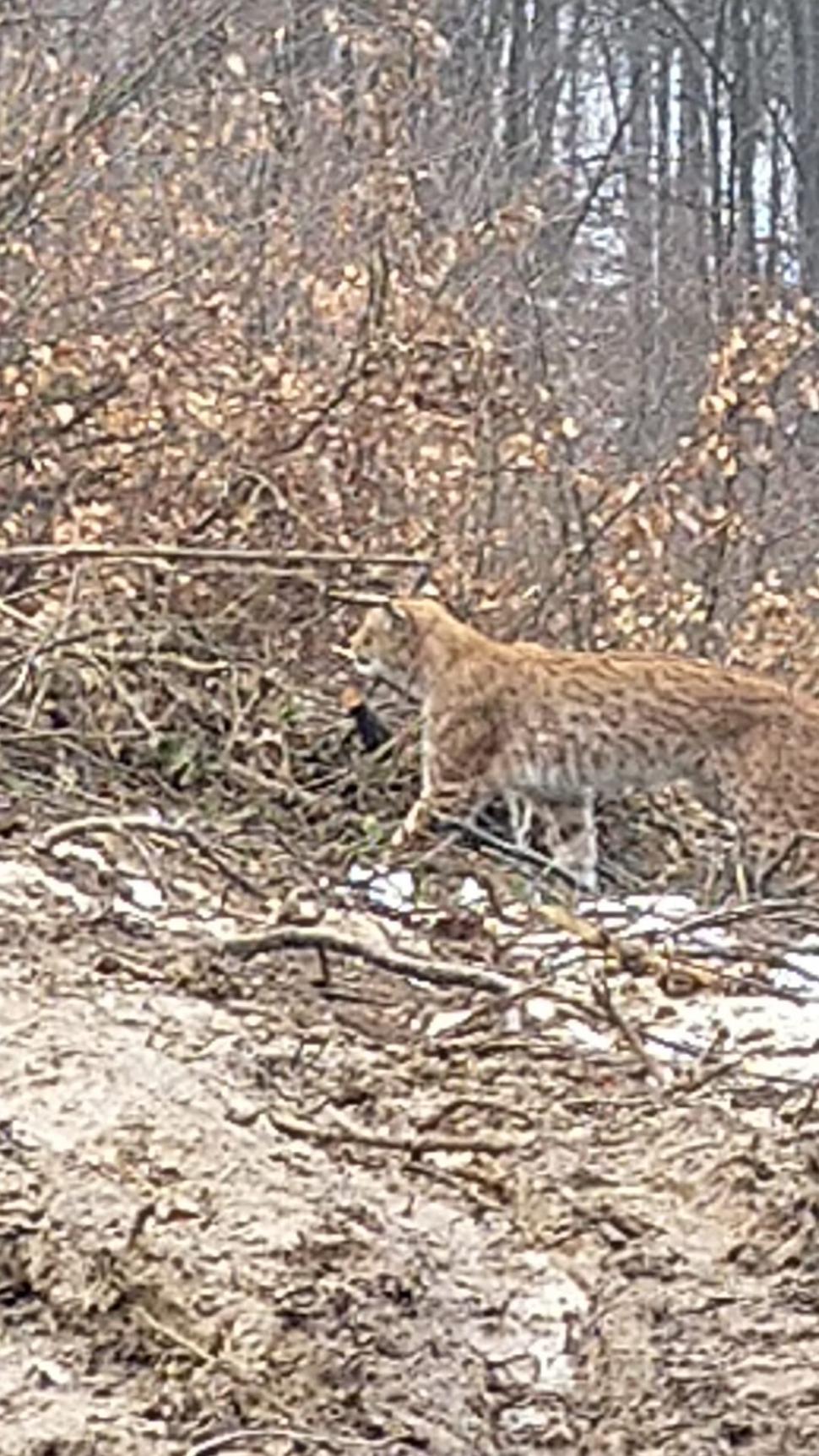 Fotografii inedite cu un râs surprins într-o pădure din Apuseni: "A stat o jumătate de oră în preajma mea" 819759
