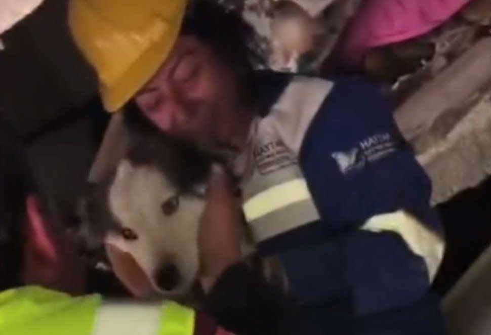 Un câine a fost salvat de sub ruine, la 23 de zile de la cutremurele devastatoare din Turcia