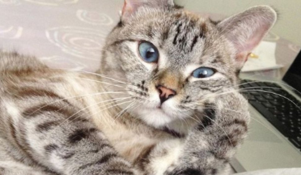 Ea este Nala, cea mai faimoasă pisică din lume. A devenit milionară după ce a fost salvată dintr-un centru de animale abandonate