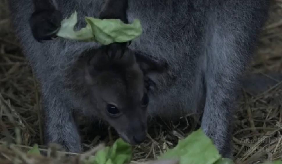 Un pui de cangur pitic s-a născut la grădina zoo din Galați  820356