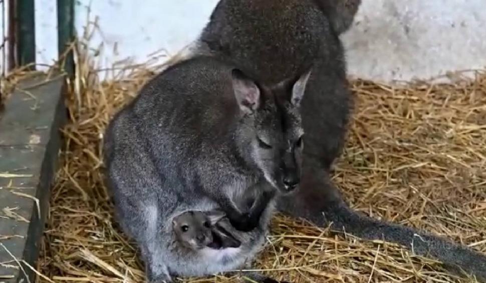 Un pui de cangur pitic s-a născut la grădina zoo din Galați  820358