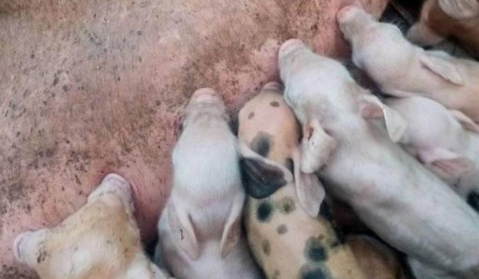 Vouchere pentru porc de Crăciun, de 200 de euro. Românii care pot primi tichet de la ANSVSA 820339