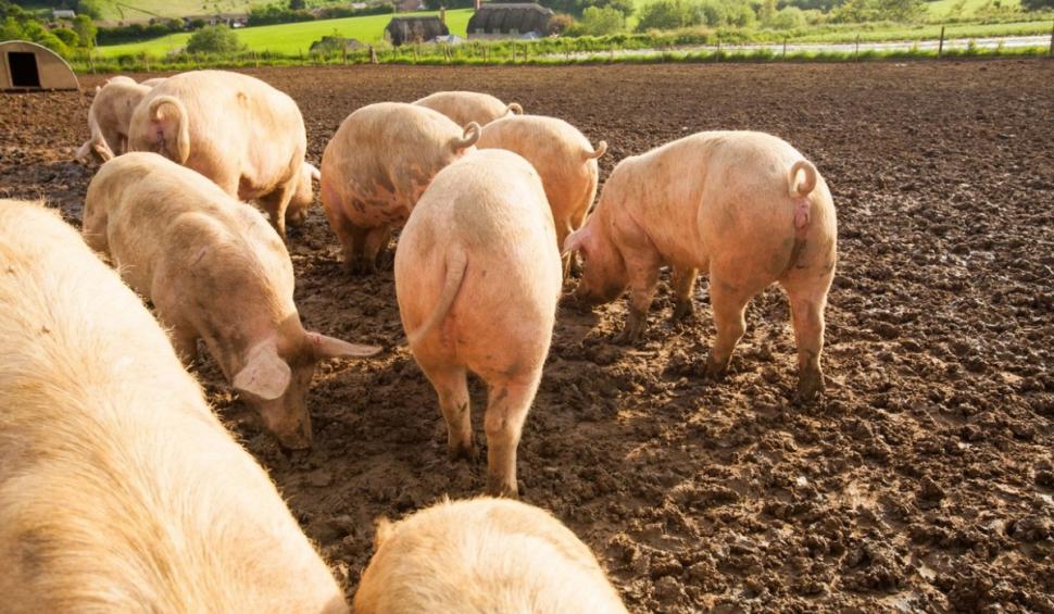 Vouchere pentru porc de Crăciun, de 200 de euro. Românii care pot primi tichet de la ANSVSA 820341