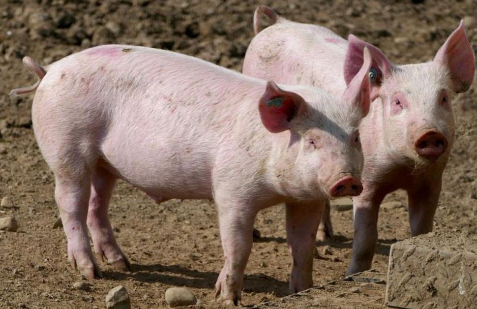 Vouchere pentru porc de Crăciun, de 200 de euro. Românii care pot primi tichet de la ANSVSA 820342
