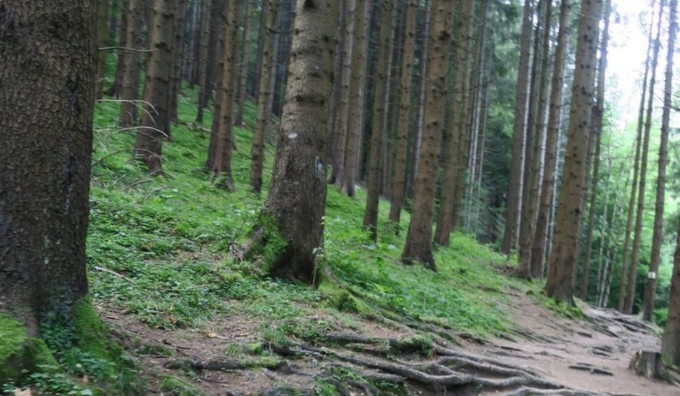 Bărbat dat dispărut de fratele său, găsit spânzurat într-o pădure din Drăgănești, județul Prahova
