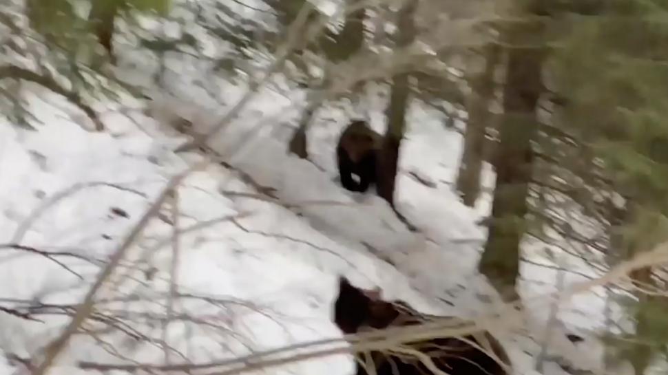 Urși surprinși prin zăpadă, în pădurile din Suceava: "În căutarea hranei, fac deplasări lungi" 821524
