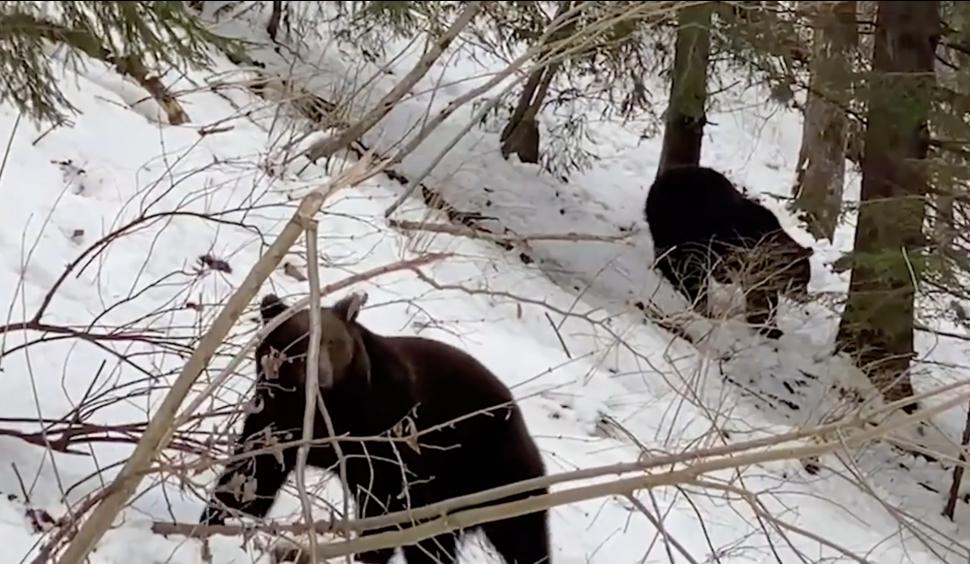 Urși surprinși prin zăpadă, în pădurile din Suceava: "În căutarea hranei, fac deplasări lungi" 821526