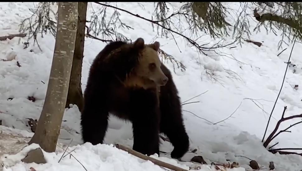 Urși surprinși prin zăpadă, în pădurile din Suceava: "În căutarea hranei, fac deplasări lungi" 821527