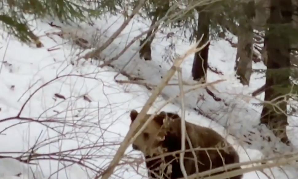 Urși surprinși prin zăpadă, în pădurile din Suceava: "În căutarea hranei, fac deplasări lungi" 821528