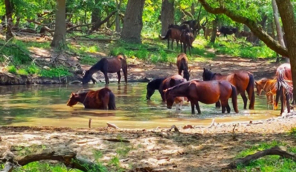 Caii sălbatici "de la Letea", numărați oficial. Câte animale trăiesc libere în Delta Dunării