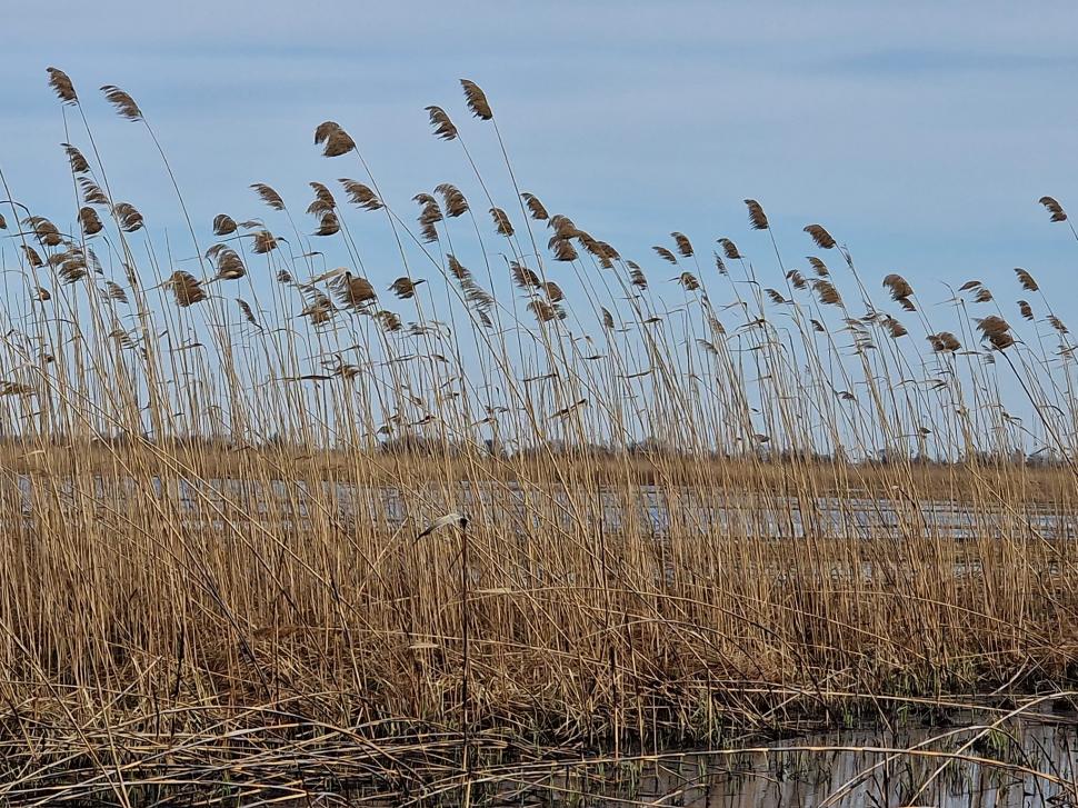 A apărut un nou lac în Delta Dunării! Cum descriu specialiștii acest fenomen 822054