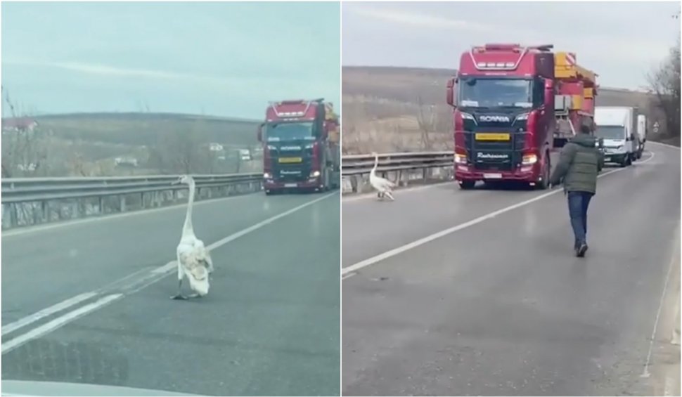 O lebădă a reușit să blocheze un drum european | Cum au reacționat șoferii
