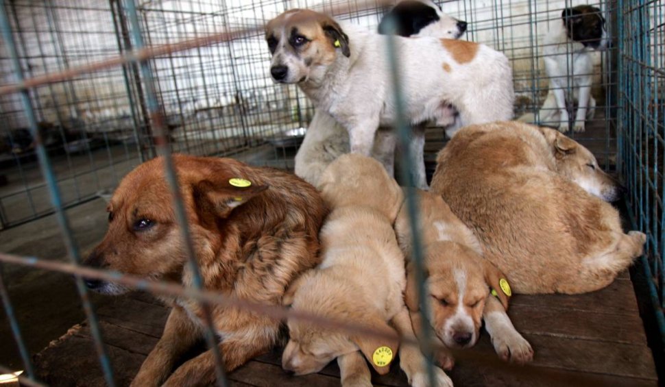 Câinii traficați de români în Europa, cărăuși de droguri pentru carteluri 