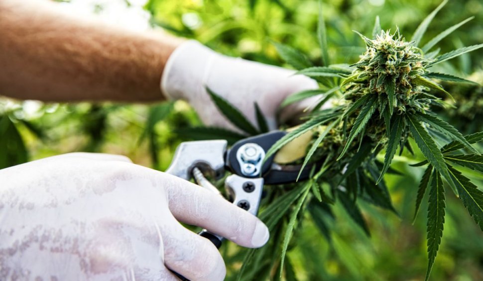 Legalizarea cannabisului medicinal, discutată în Parlament | "Ministerul Sănătății susține utilizarea acestor produse"