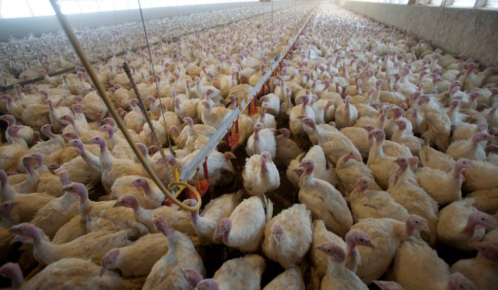 De unde provin ouăle de la Lidl. Mulţi români ignoră detaliul de pe etichetă  822938