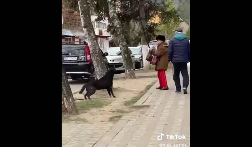 Momentul în care o bătrână a fost atacată de un câine în plină stradă. Intervenția unui bărbat a agravat situația 823222