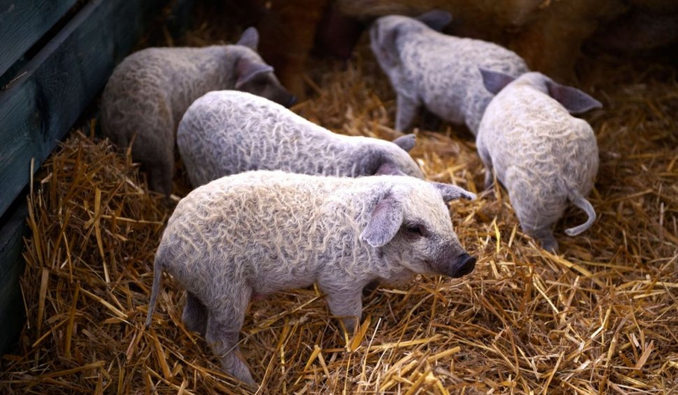 Bani de la stat pentru fermierii români care cresc porci din rasele Bazna şi Mangaliţa