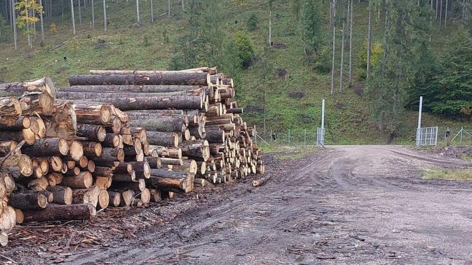 Pădurile montane dispar într-un ritm tot mai alert, arată un studiu. Care sunt cele mai afectate zone