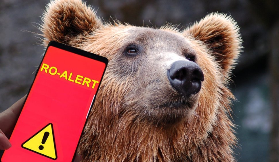 Mesaj RO-Alert după ce un urs şi-a făcut apariţia într-un sat din Prahova
