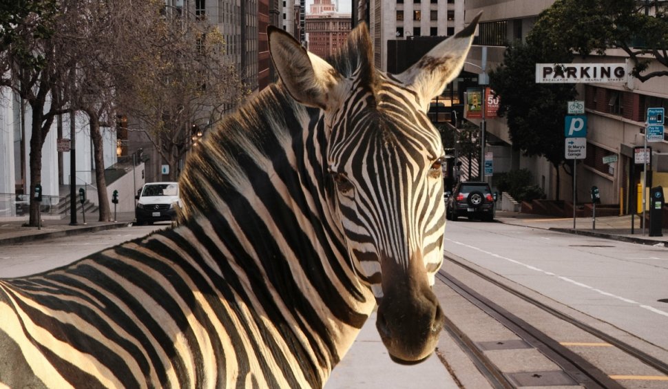 O zebră a evadat de la o grădină zoologică din capitala sud-coreeană Seul | Cum a fost prinsă