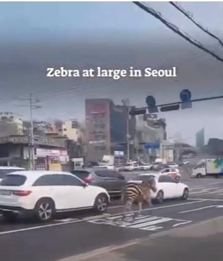 O zebră a evadat de la o grădină zoologică din capitala sud-coreeană Seul | Cum a fost prinsă 824490