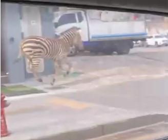 O zebră a evadat de la o grădină zoologică din capitala sud-coreeană Seul | Cum a fost prinsă 824491
