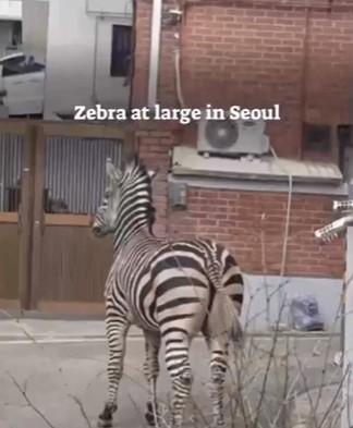 O zebră a evadat de la o grădină zoologică din capitala sud-coreeană Seul | Cum a fost prinsă 824492