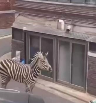 O zebră a evadat de la o grădină zoologică din capitala sud-coreeană Seul | Cum a fost prinsă 824493