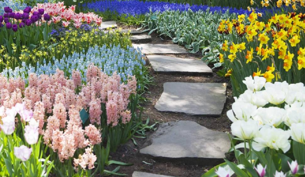 Românii care rup această floare primesc amenzi usturătoare. Puțini știu asta 824863