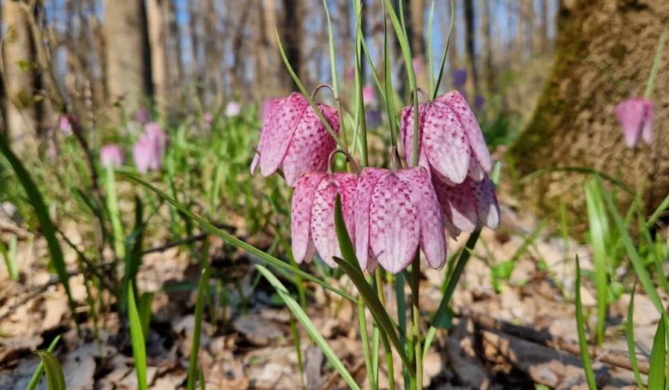 Românii care rup această floare primesc amenzi usturătoare. Puțini știu asta 824864